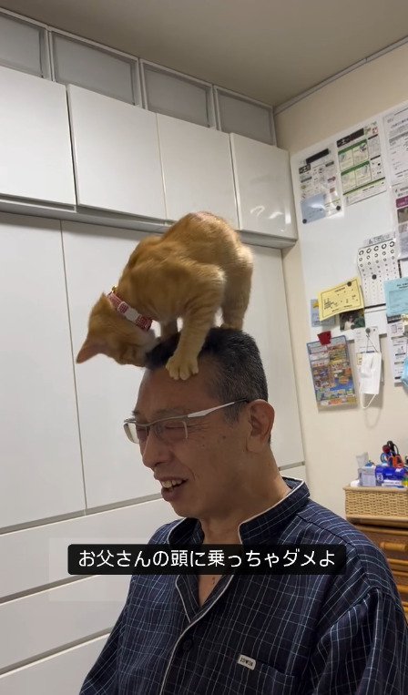 頭の上で暴れようとする猫