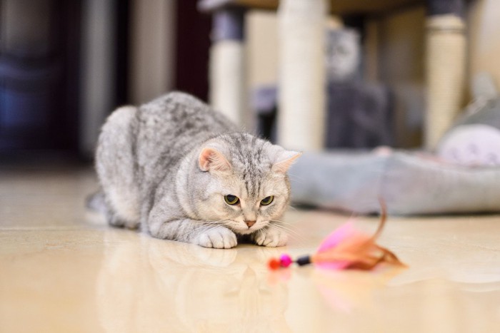 おもちゃを見つめる猫 