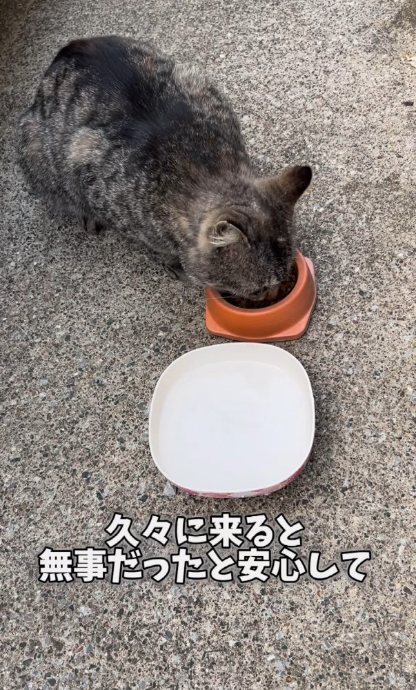 エサを食べる猫