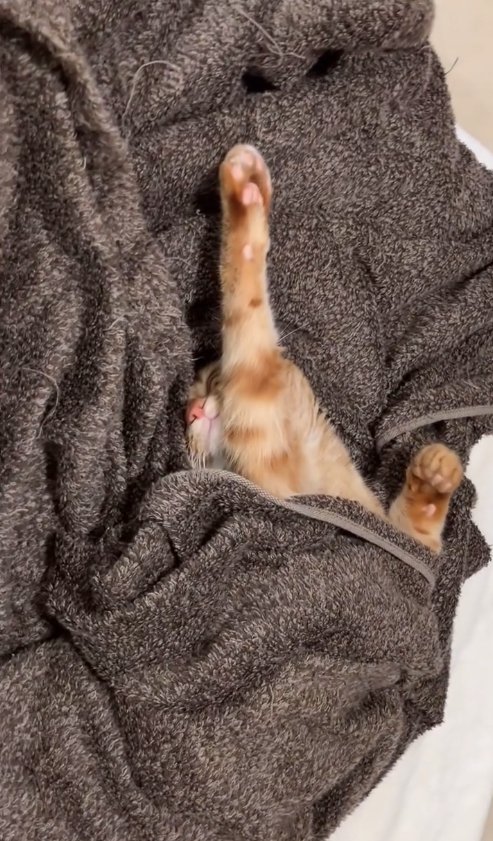 毛布にくるまって右前足を伸ばしている茶トラ（上半身）