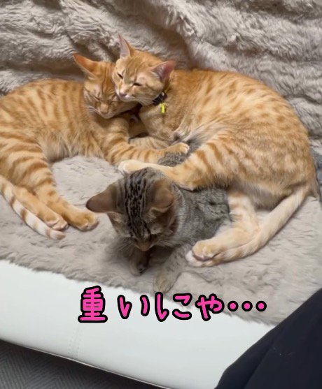 茶トラ柄の猫に乗られるキジトラ柄の猫