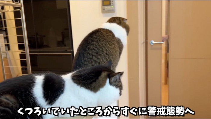 開くドアを見つめる2頭の猫