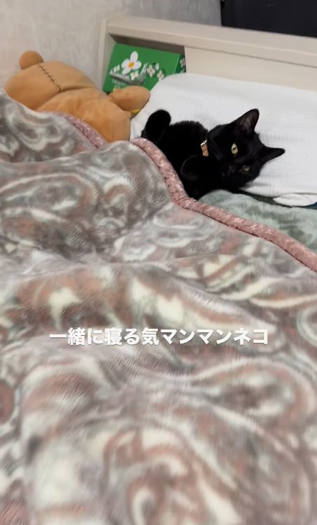 お行儀よく寝るみーてぃちゃん