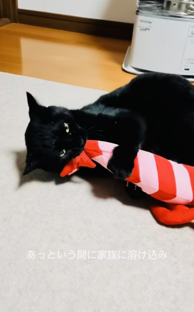 けりぐるみで遊ぶ黒猫