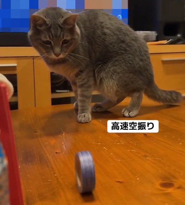 テープを見つめる猫