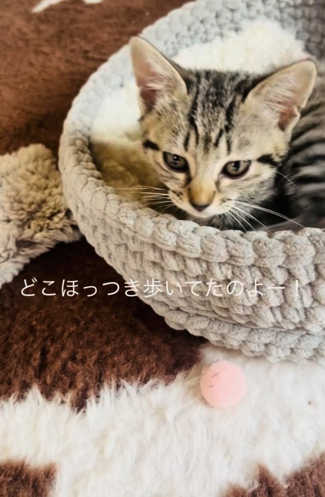 猫用ベッドの中の子猫