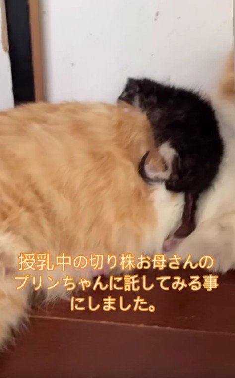茶白猫の背にのった子猫