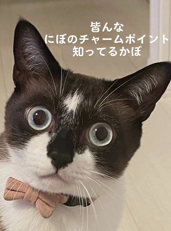 にぼしくんの顔