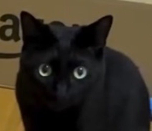 おもちゃに目もくれない猫