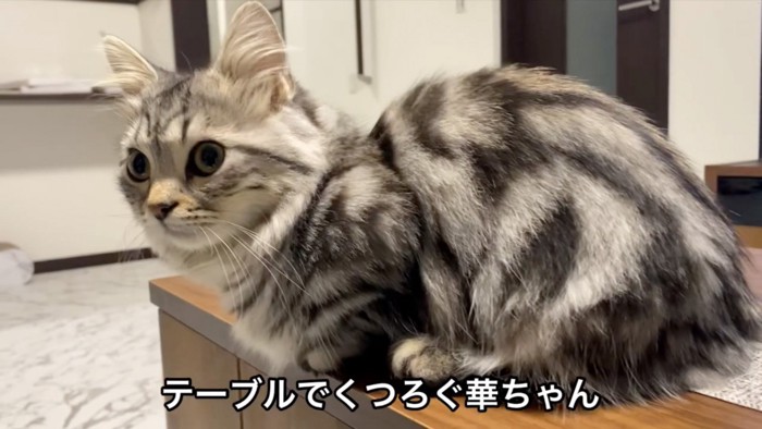 テーブルに乗る猫