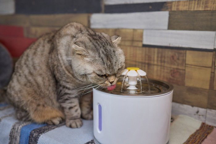 自動給水器の水を飲む猫