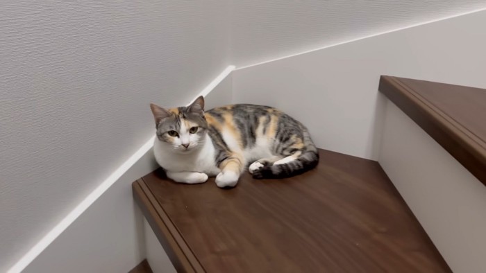 階段でくつろぐ猫