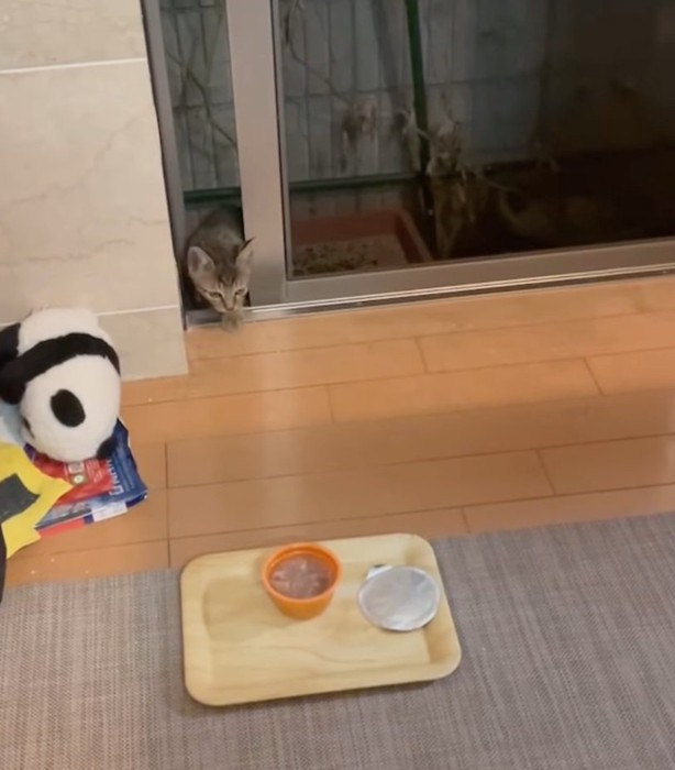 部屋に入ってくる子猫