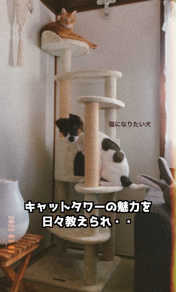キャットタワーの頂上に乗る猫と下段に乗る犬