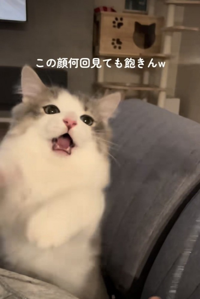 猫じゃらしで遊ぶミヌエット