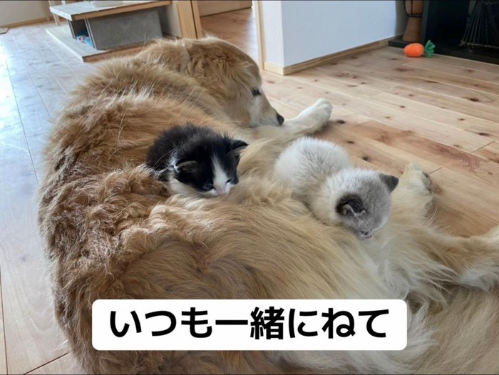 犬の上に乗る子猫たち