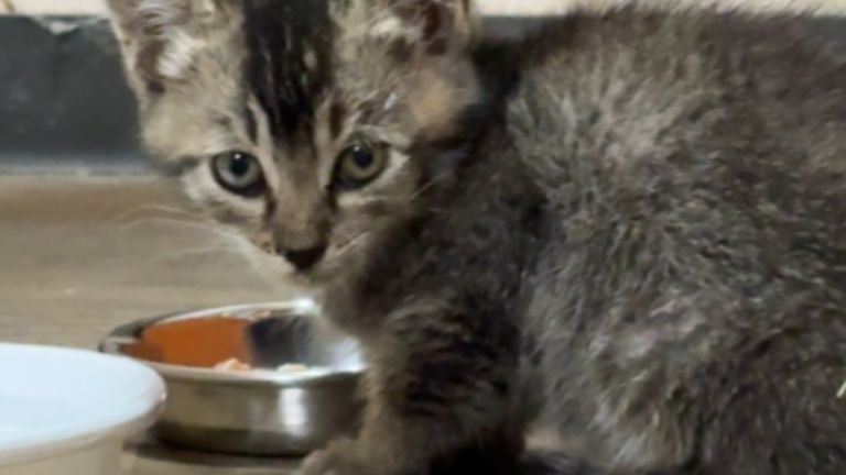 ご飯を食べる子猫