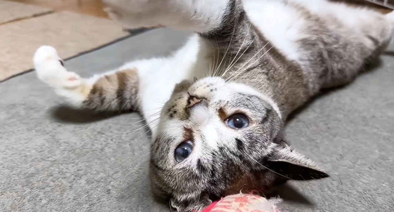 ひっくり返る猫