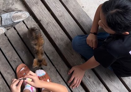 子どもの足元へ近づく子猫