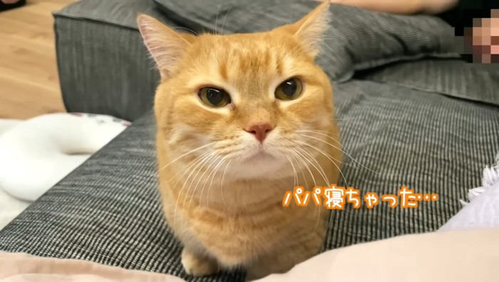 パパ寝ちゃった…