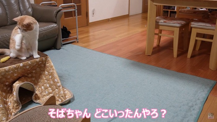 机の上に乗る猫