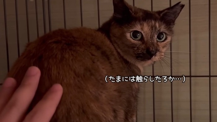 「(たまには触らしたろか…)」