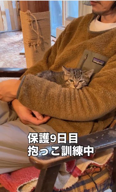 人に抱かれている子猫