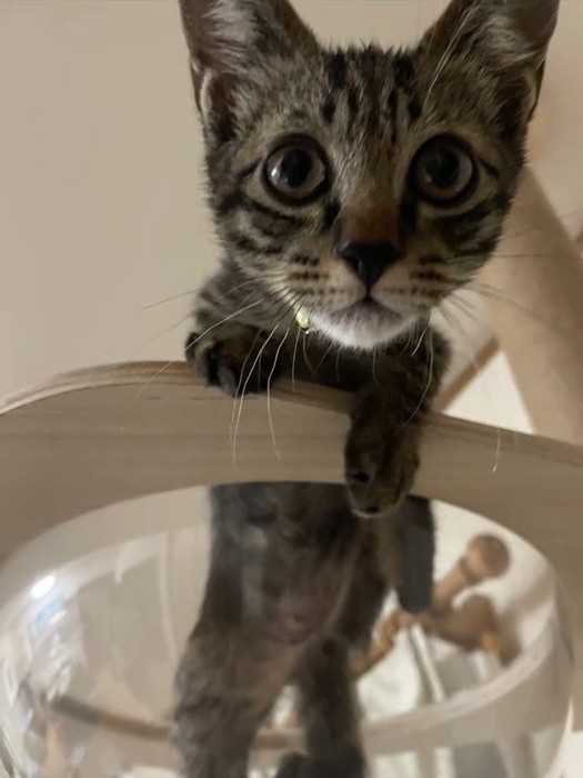 透明なボウルに入っている子猫