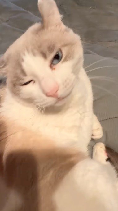 男性に撫でられて目を細める猫