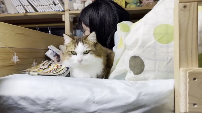 漫画を読む人の隣にいる猫
