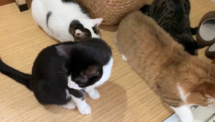 前足を伸ばすパパ