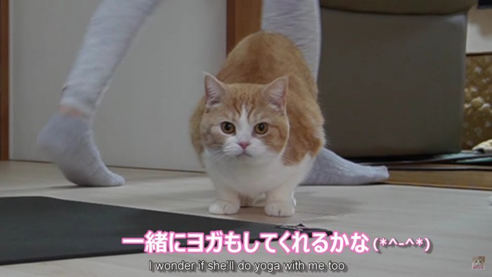 アップの猫