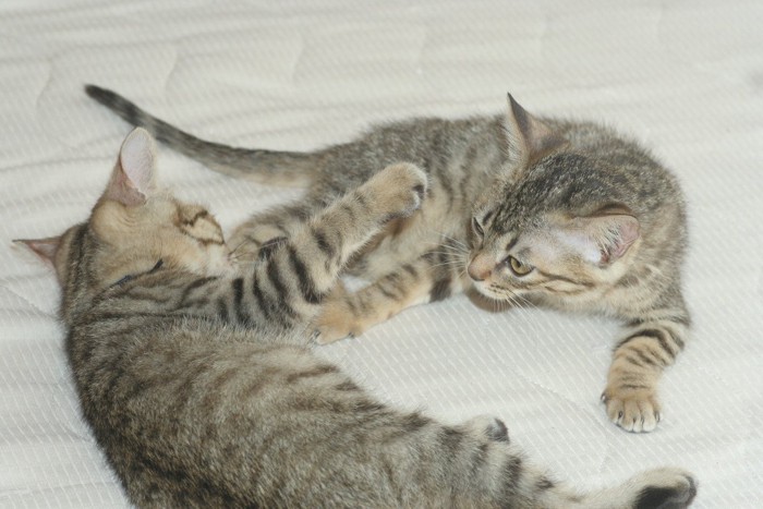 じゃれあう子猫