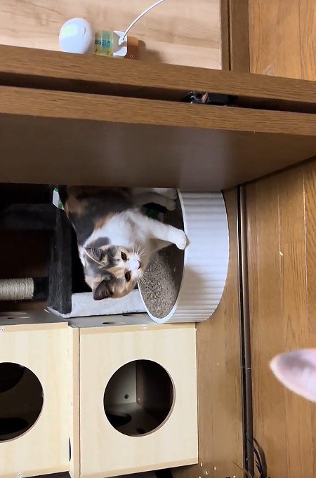 爪とぎの上にいる猫