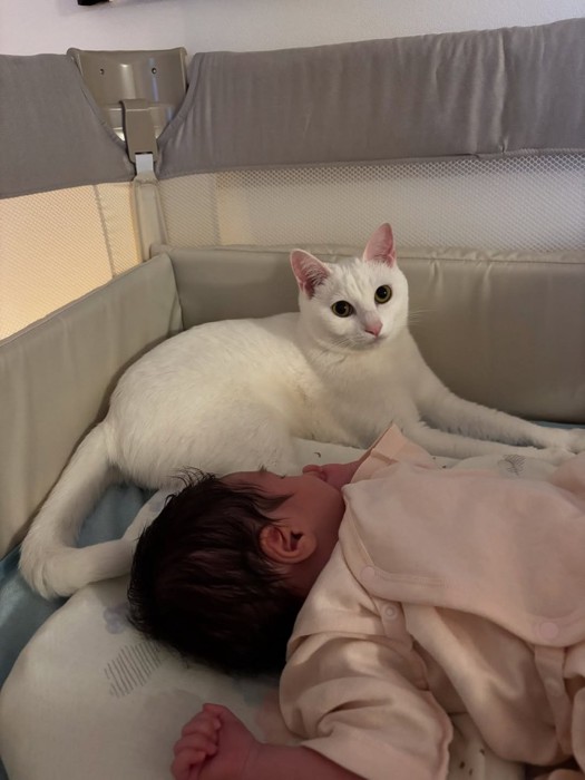 ベビーベッドの中にいる猫