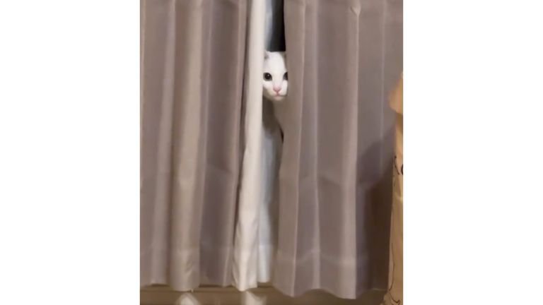 カーテンからのぞく猫