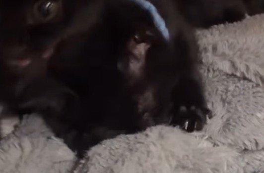 毛布に顔を埋めて毛布を揉む青い首輪の子猫