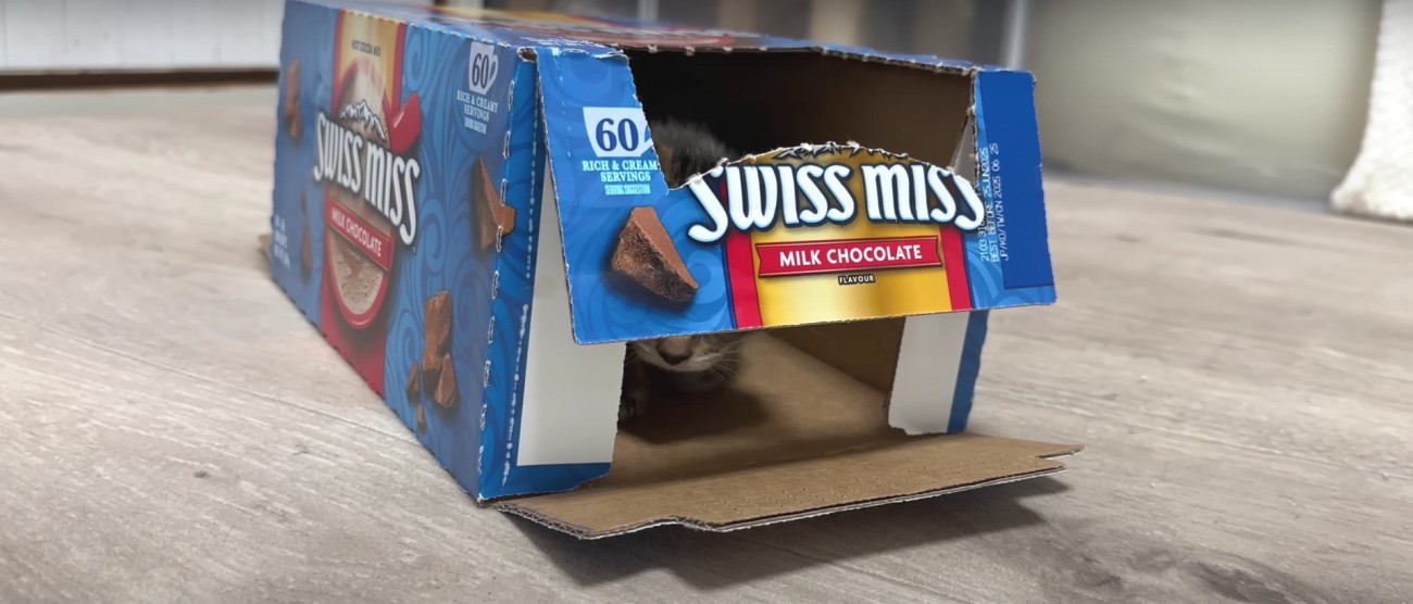 空き箱で遊ぶ子猫