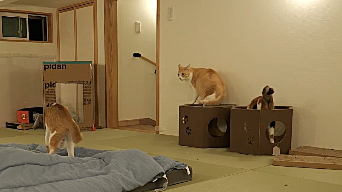 動揺する3匹の猫