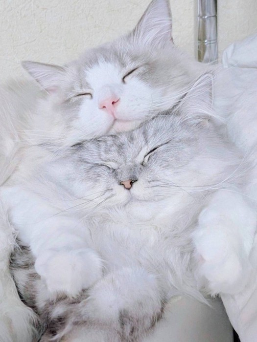 顔がつぶれた2匹の猫