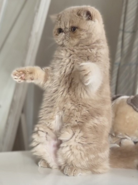 立ち上がる子猫