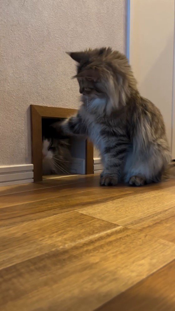 キジ白柄の猫の頭に前足を乗せるキジトラ柄の猫