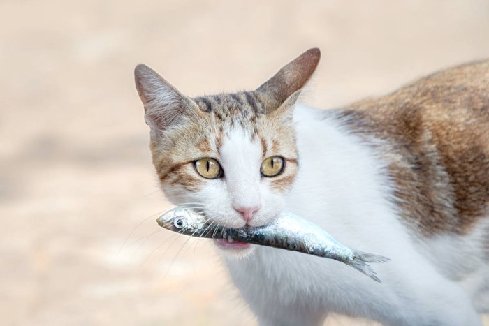 魚をくわえた猫