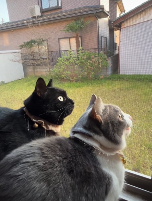 鳥を見つめる2匹の猫