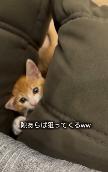 物陰に隠れている子猫