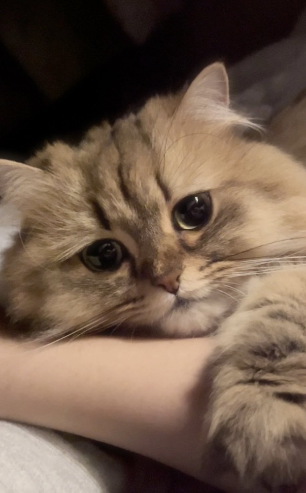 人の腕にしがみつく猫