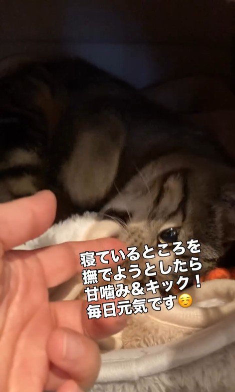 人の手にじゃれている子猫