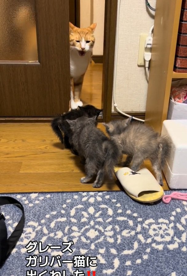 鳴くきなこくん