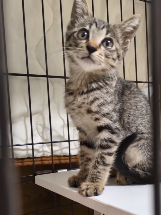 お座りする子猫
