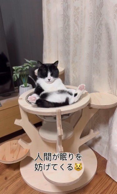 キャットタワーの上であおむけで寝ている猫